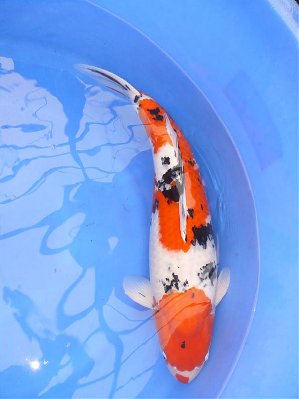 Картинка с форума