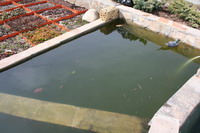 Пруд с зеленой водой
